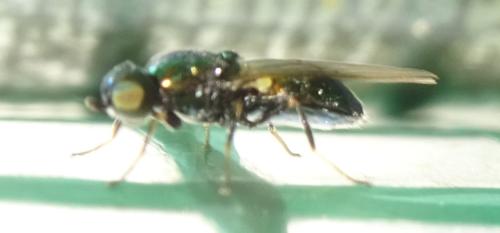 Réf. 354 699 : Microchrysa polita